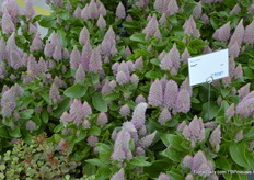 The 'Joey', especially performing well in warm climates.